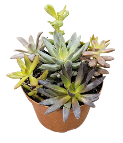 Succulent Combo